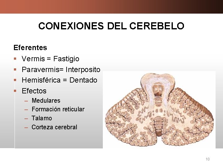 CONEXIONES DEL CEREBELO Eferentes § § Vermis = Fastigio Paravermis= Interposito Hemisférica = Dentado