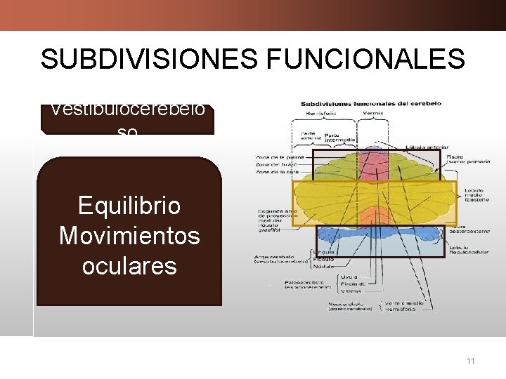 SUBDIVISIONES FUNCIONALES Vestibulocerebelo Espinocerebeloso Pontocerebeloso so Tono Iniciación de muscular Equilibrio movimientos Movimientos Planeación