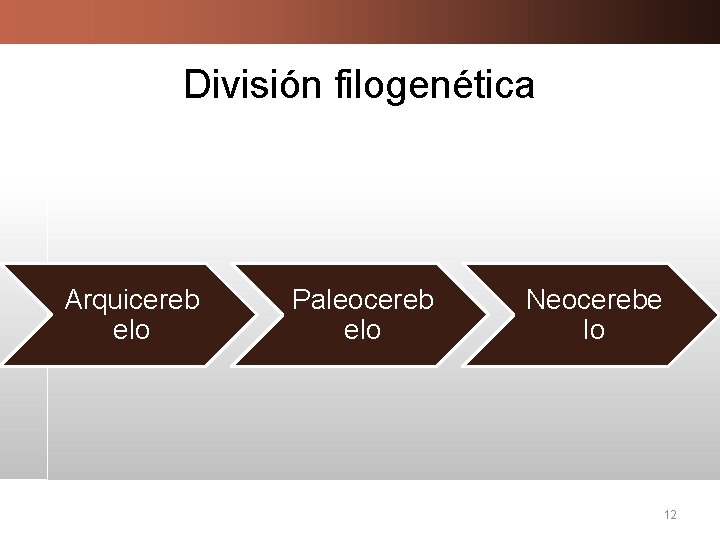 División filogenética Arquicereb elo Paleocereb elo Neocerebe lo 12 