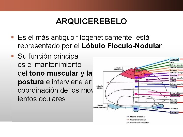 ARQUICEREBELO § Es el más antiguo filogeneticamente, está representado por el Lóbulo Floculo-Nodular. §