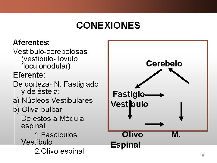 CONEXIONES Aferentes: Vestibulo-cerebelosas (vestibulo- lovulo floculonodular) Eferente: De corteza- N. Fastigiado y de éste