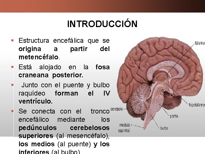 INTRODUCCIÓN § Estructura encefálica que se origina a partir del metencéfalo. § Está alojado