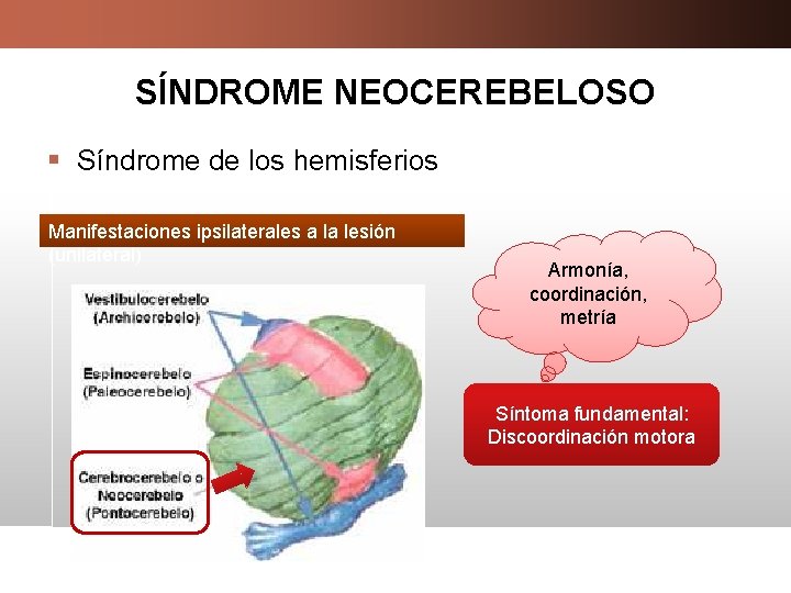 SÍNDROME NEOCEREBELOSO § Síndrome de los hemisferios Manifestaciones ipsilaterales a la lesión (unilateral) Armonía,