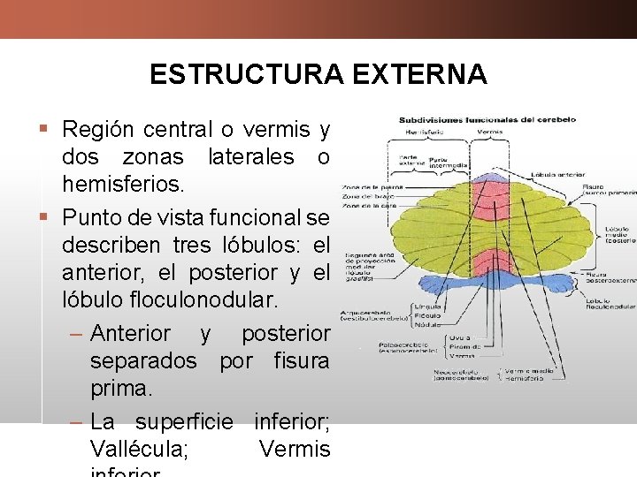 ESTRUCTURA EXTERNA § Región central o vermis y dos zonas laterales o hemisferios. §