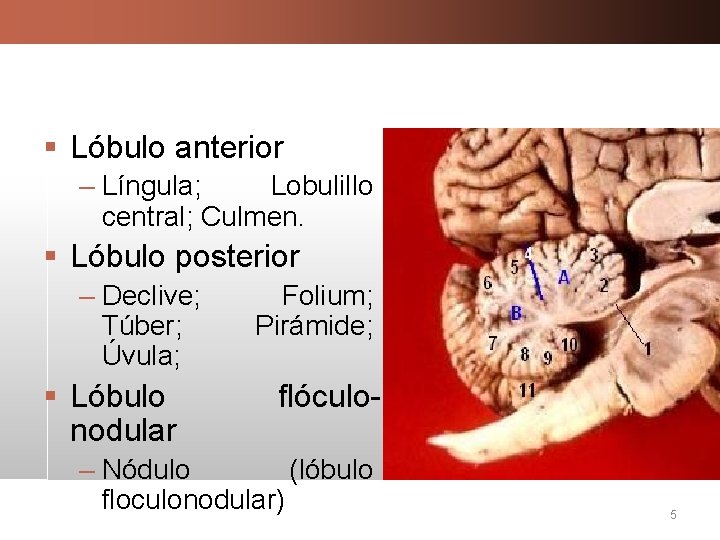 § Lóbulo anterior – Língula; Lobulillo central; Culmen. § Lóbulo posterior – Declive; Túber;