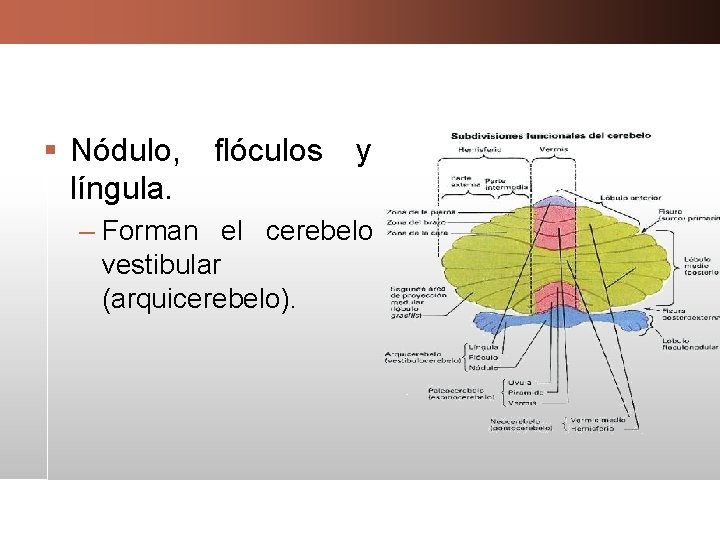 § Nódulo, flóculos y língula. – Forman el cerebelo vestibular (arquicerebelo). 