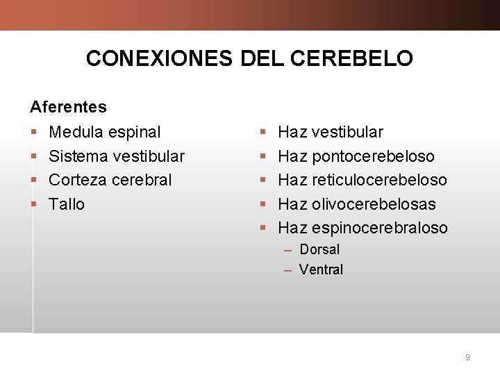 CONEXIONES DEL CEREBELO Aferentes § § Medula espinal Sistema vestibular Corteza cerebral Tallo §