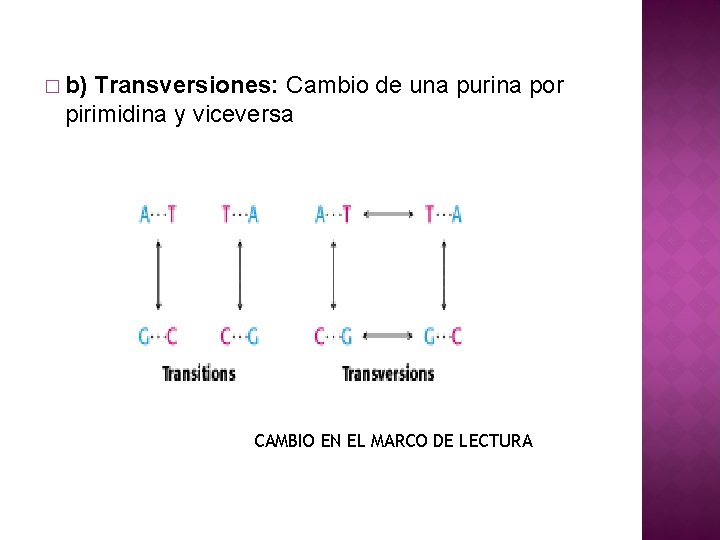 � b) Transversiones: Cambio de una purina por pirimidina y viceversa CAMBIO EN EL