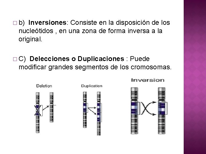 � b) Inversiones: Consiste en la disposición de los nucleótidos , en una zona