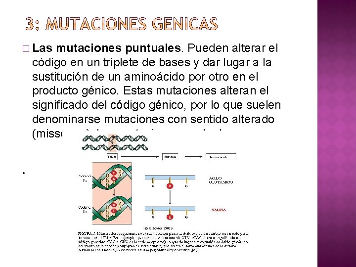 � Las mutaciones puntuales. Pueden alterar el código en un triplete de bases y