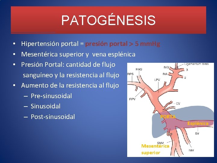 PATOGÉNESIS • Hipertensión portal = presión portal 5 mm. Hg • Mesentérica superior y