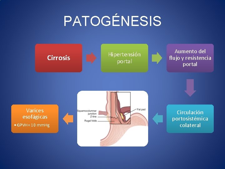 PATOGÉNESIS Cirrosis Varices esofágicas • GPVH= 10 mm. Hg Hipertensión portal Aumento del flujo
