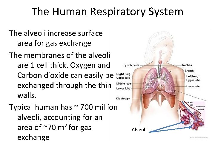 The Human Respiratory System The alveoli increase surface area for gas exchange The membranes