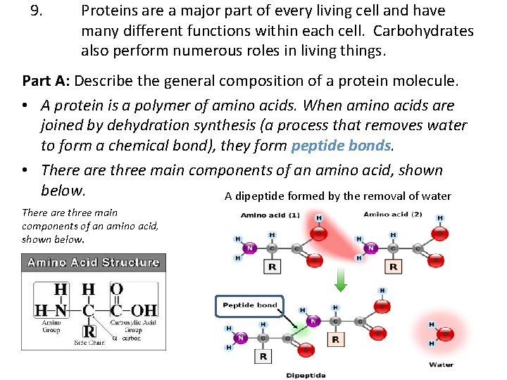 9. Proteins are a major part of every living cell and have many different