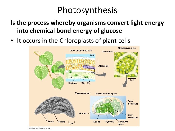 Photosynthesis Is the process whereby organisms convert light energy into chemical bond energy of
