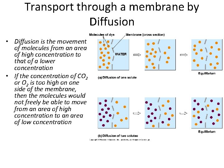 Transport through a membrane by Diffusion • Diffusion is the movement of molecules from