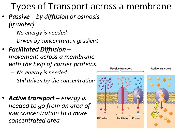Types of Transport across a membrane • Passive – by diffusion or osmosis (if
