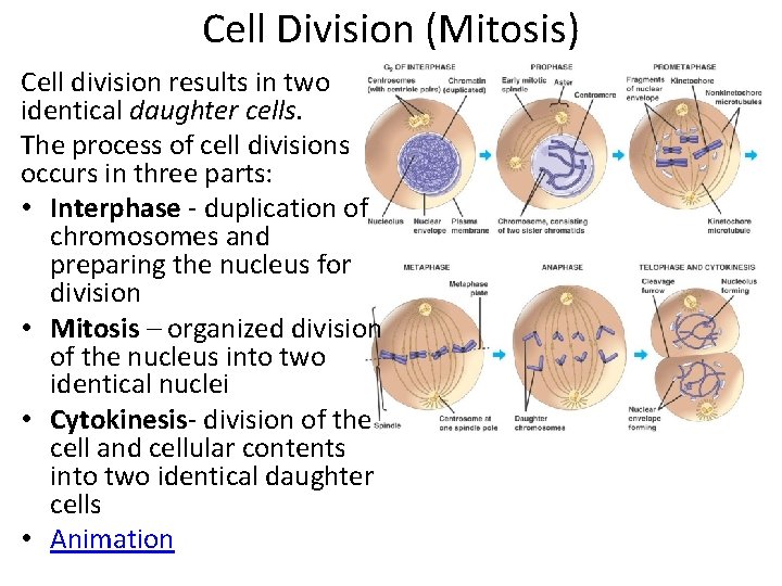 Cell Division (Mitosis) Cell division results in two identical daughter cells. The process of