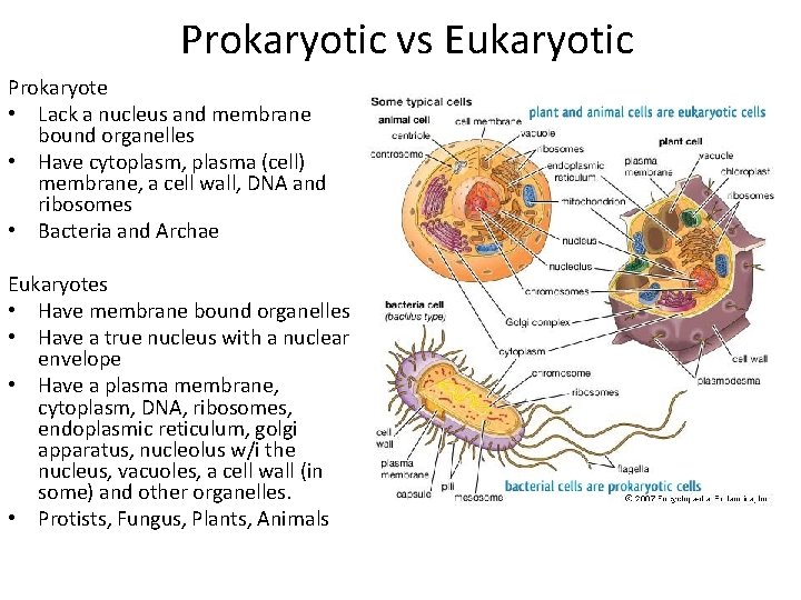 Prokaryotic vs Eukaryotic Prokaryote • Lack a nucleus and membrane bound organelles • Have
