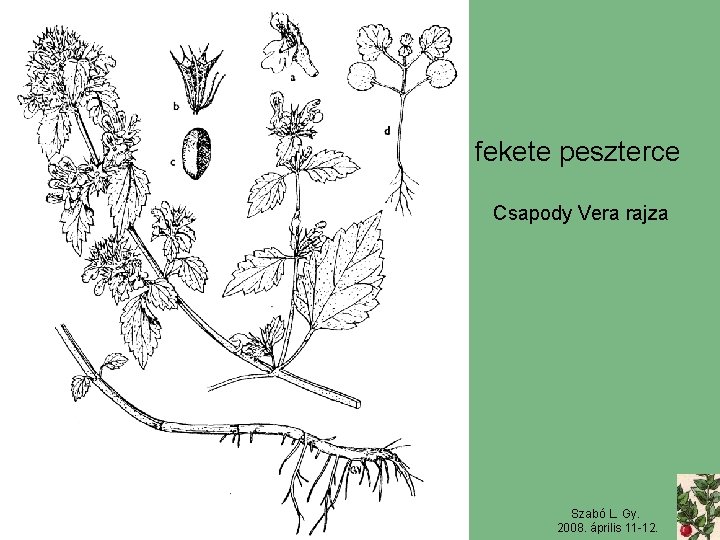 fekete peszterce Csapody Vera rajza Szabó L. Gy. 2008. április 11 -12. 