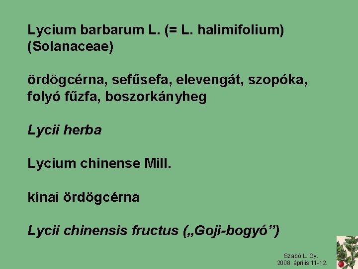 Lycium barbarum L. (= L. halimifolium) (Solanaceae) ördögcérna, sefűsefa, elevengát, szopóka, folyó fűzfa, boszorkányheg