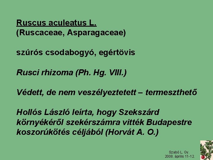Ruscus aculeatus L. (Ruscaceae, Asparagaceae) szúrós csodabogyó, egértövis Rusci rhizoma (Ph. Hg. VIII. )