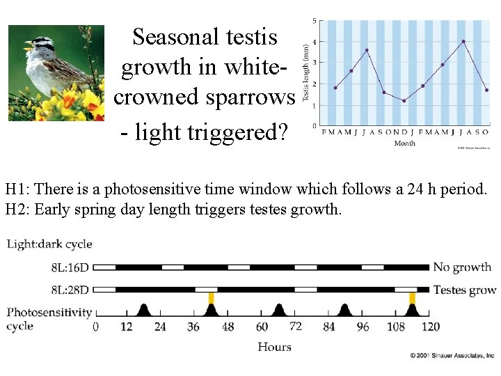 Seasonal testis growth in whitecrowned sparrows - light triggered? H 1: There is a