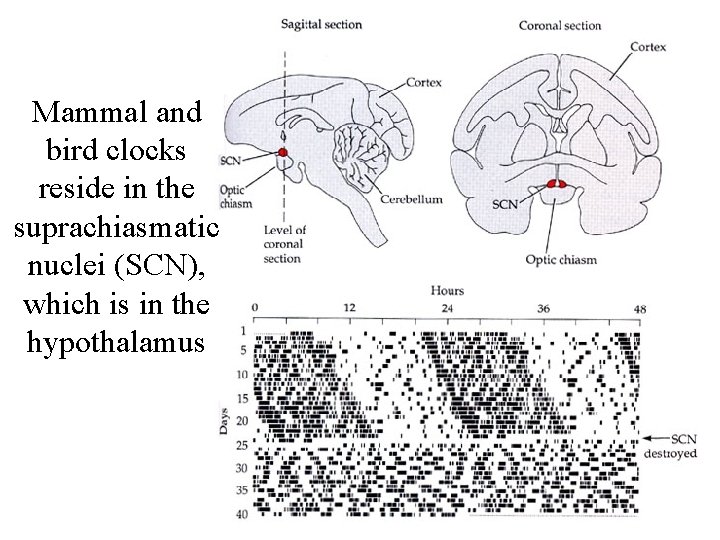 Mammal and bird clocks reside in the suprachiasmatic nuclei (SCN), which is in the