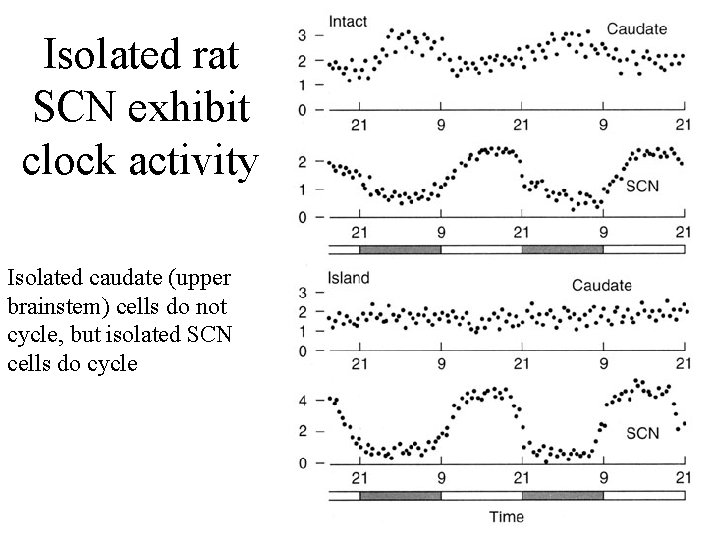 Isolated rat SCN exhibit clock activity Isolated caudate (upper brainstem) cells do not cycle,