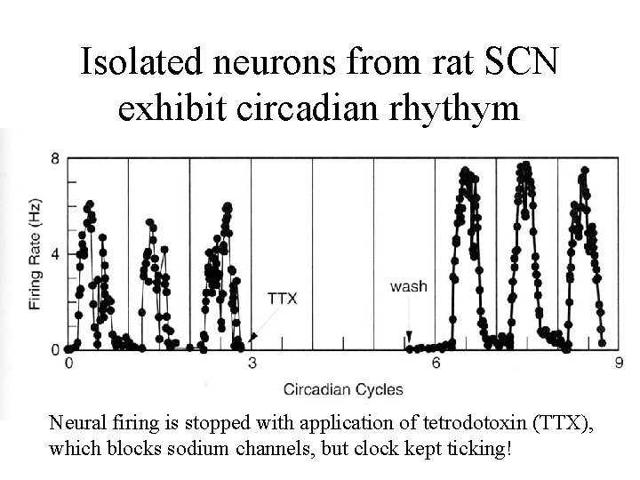 Isolated neurons from rat SCN exhibit circadian rhythym Neural firing is stopped with application