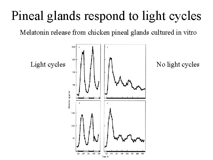 Pineal glands respond to light cycles Melatonin release from chicken pineal glands cultured in