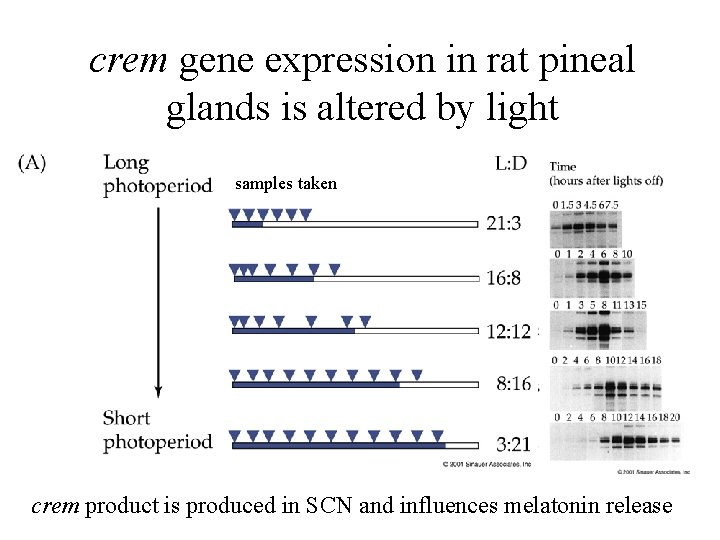 crem gene expression in rat pineal glands is altered by light samples taken crem