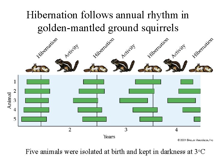 Hibernation follows annual rhythm in golden-mantled ground squirrels Five animals were isolated at birth