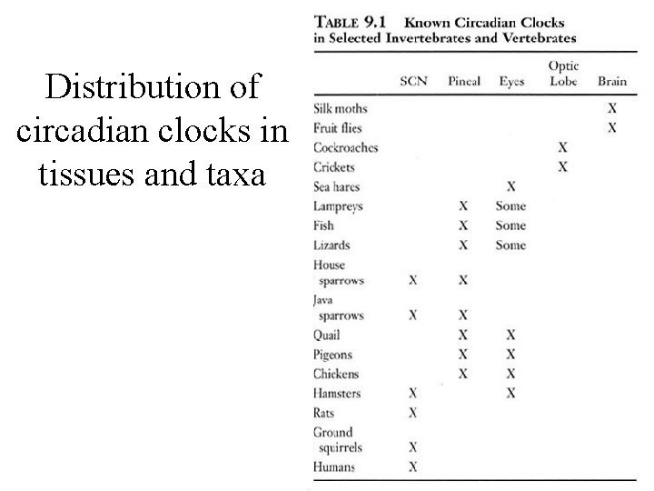 Distribution of circadian clocks in tissues and taxa 