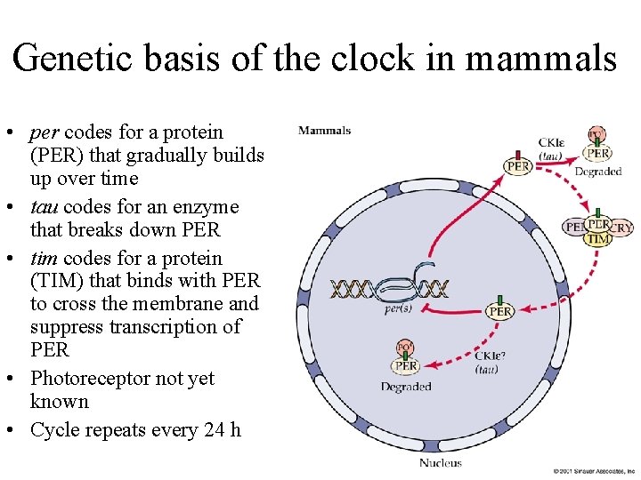 Genetic basis of the clock in mammals • per codes for a protein (PER)