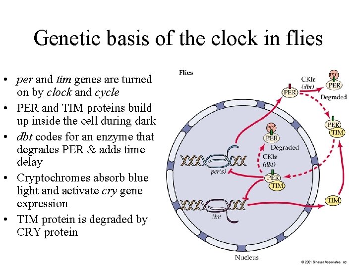 Genetic basis of the clock in flies • per and tim genes are turned