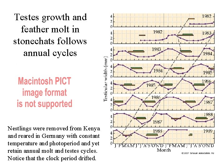 Testes growth and feather molt in stonechats follows annual cycles Nestlings were removed from