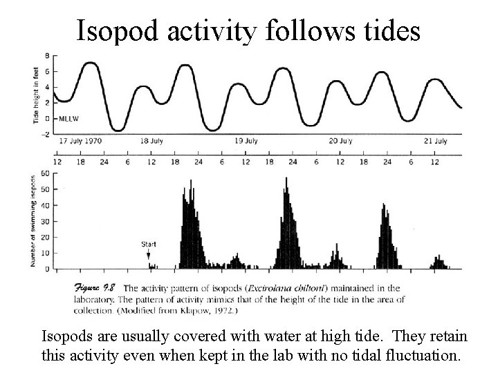 Isopod activity follows tides Isopods are usually covered with water at high tide. They