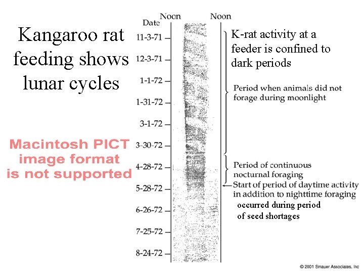 Kangaroo rat feeding shows lunar cycles K-rat activity at a feeder is confined to