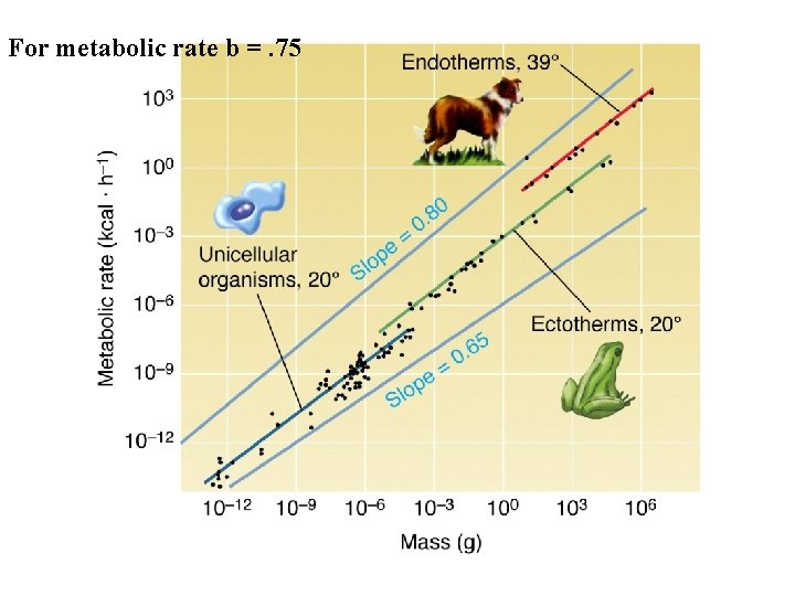 For metabolic rate b =. 75 