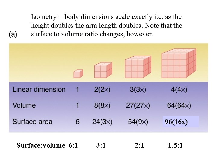 Isometry = body dimensions scale exactly i. e. as the height doubles the arm