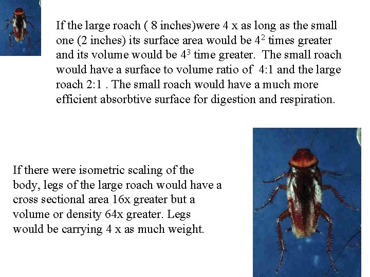 If the large roach ( 8 inches)were 4 x as long as the small