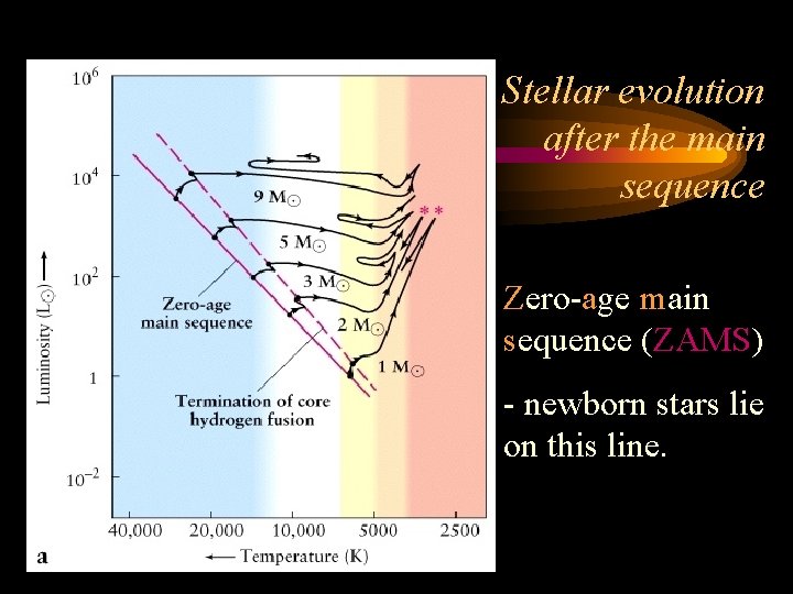 Stellar evolution after the main sequence Zero-age main sequence (ZAMS) - newborn stars lie