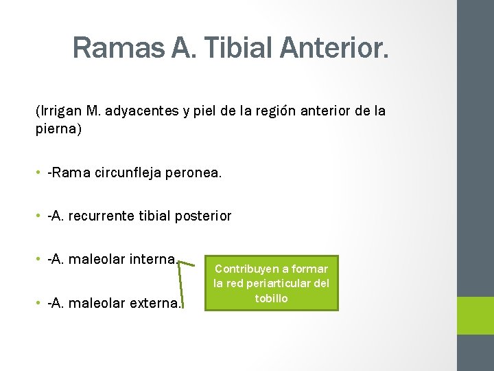 Ramas A. Tibial Anterior. (Irrigan M. adyacentes y piel de la región anterior de