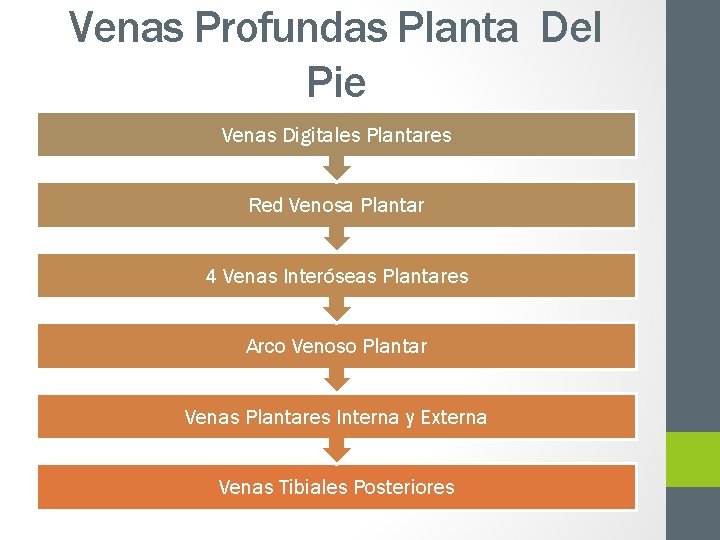 Venas Profundas Planta Del Pie Venas Digitales Plantares Red Venosa Plantar 4 Venas Interóseas