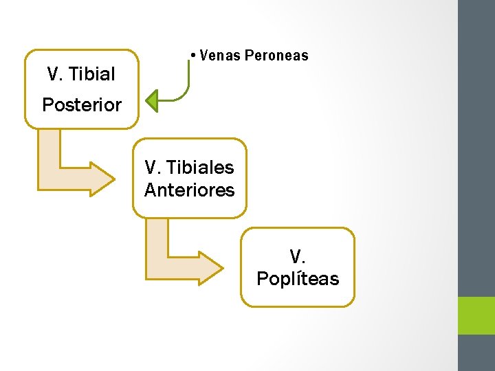 V. Tibial Posterior • Venas Peroneas V. Tibiales Anteriores V. Poplíteas 