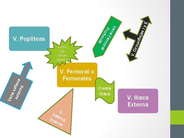 Iy. E jas nfle ircu V. C V. Femoral o Femorales Cresta Iliaca Ven