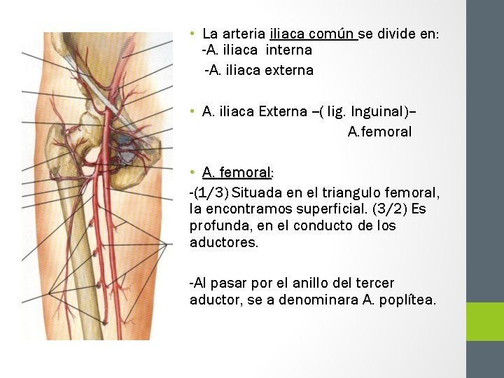  • La arteria iliaca común se divide en: -A. iliaca interna -A. iliaca