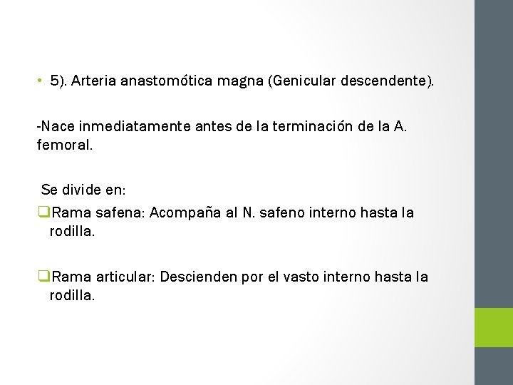  • 5). Arteria anastomótica magna (Genicular descendente). -Nace inmediatamente antes de la terminación