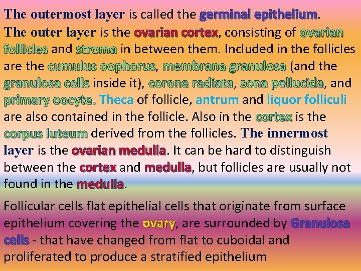 The outermost layer is called the germinal epithelium The outer layer is the ovarian